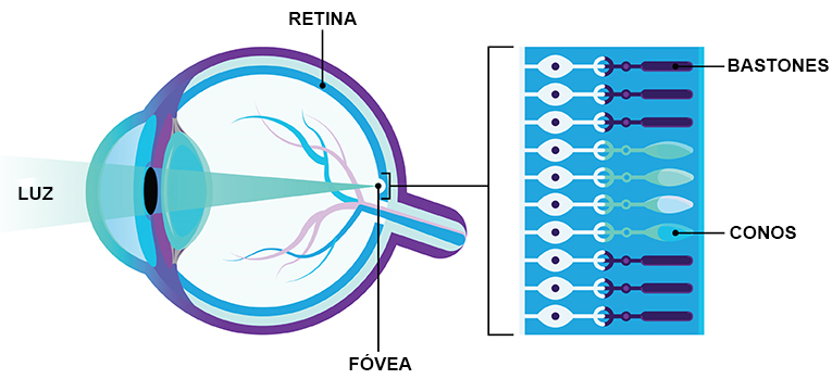 Imagen que muestra un corte lateral de un ojo con la luz que ingresa desde la izquierda, con conos y bastones en la parte posterior del ojo